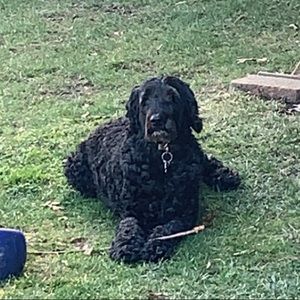 Meet your Posher, Leah